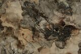 11.1" Triassic, Petrified Wood (Araucaria) Slab - Madagascar  - #196781-1